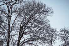 Portrait Of Leafless Tree During Winter With Snow On The Branch