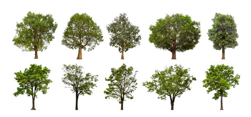 Aufkleber - collection tree cut out from original background and replace with white background for easy to selection