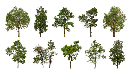Wall Mural - collection tree cut out from original background and replace with white background for easy to selection