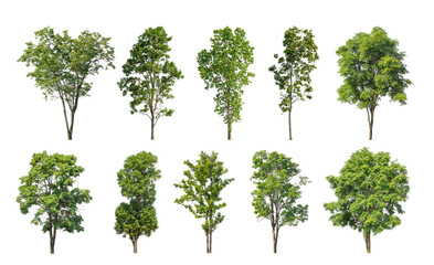 Wall Mural - collection tree cut out from original background and replace with white background for easy to selection