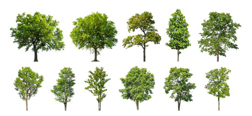 Wall Mural - collection tree cut out from original background and replace with white background for easy to selection