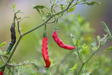 Red Chilies Are Grown In The Garden. Chili Plant. Fresh Red Chili For Food