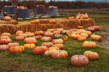 Yellow And Orange Pumpkins In The Field. Pumpkins In The Grass And On The Garden Bed. Many Pumpkins In A Row. The Concept Of Autumn, Harvest And Celebration.