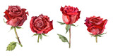 Fototapeta  - Red watercolor roses set. Hand drawn botanical illustration
