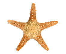 Starfish Star Fish Isolated Transparent Background Photo PNG File
