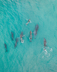 Wall Mural - Aerial view of a pod of dolphins in blue pristine water