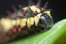 The Red-spotted Horny Species Swallowtail Caterpillar