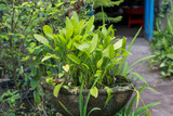Fototapeta Tulipany - aquatic plants grown in large pots made of clay