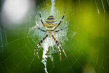 Striped Crusader Spider On The Web