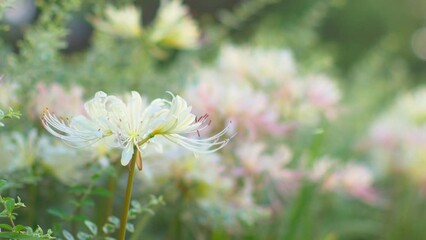 Wall Mural - Dreamy, pink and white cluster amaryllis in soft focus
