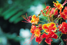 Subtropical Orange-colored Flowers - OKinawa
