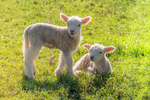 Two Spring Lambs In A Field In The Sunshine, With Copy Space