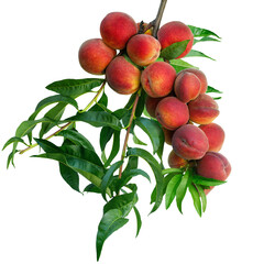 red peaches on branch isolated on white