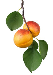 ripe apricots hanging on branch with leaves isolated on white