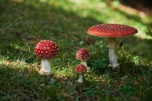 Amanita Muscaria Mushrooms On Grass