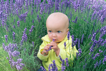 Cute Little Toddler Child Sitting On Blooming Lavender Field And Sniffing Lavander Flower. Small Baby Exploring Aroma Herbs In Botanical Garden.