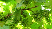 Unripe Bunch Of Grapes. Green Young Sprout Of Grapes Slowly Sways In The Wind On Blue Sky Background. Ripening Small Branch Of Grapes, Young Inflorescence. Newly Formed Bunches Of Baby Grapes 