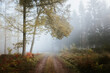 © ADDICTIVE STOCK - Awesome forest full of fog