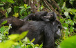 the baby gorilla lies on its mother's back as they pass through the African jungle