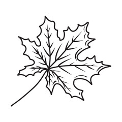 maple leaf in black sketch hand drawn illustration isolated on white background. autumn falling leav