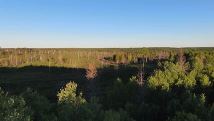 Wall Mural - Aerial Flight Over Northern Ontario Wilderness Logging Area
