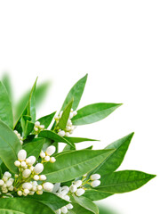 Wall Mural - orange flowers corner isolated transparent png. neroli blossom. white buds and green leaves.