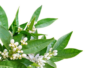 Wall Mural - orange flowers and buds and green leaves corner isolated transparent png. neroli blossom.
