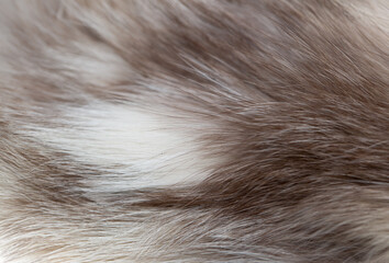 animal fur close up. background of gray sable and red fox or chinchilla wool, pile fur texture.