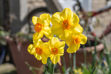 A Multi-flower Head Of Narcissus Martinette With Transluscent Yellow Petals Glowing In Spring Sunlight Against A Blurred Garden Background