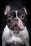 Fototapeta Psy - portrait of the white french bulldog dog