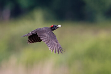 Wall Mural - Black woodpecker in flight