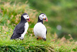 Fototapeta  - Maskonury najpiękniejsze ptaki Islandii