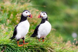 Fototapeta  - Maskonury zwyczajne czarno białe ptaki Islandii