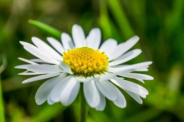 Wall Mural - Daisy Flower chamomile