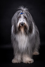 Portrait Of The Bearded Collie Dog