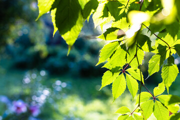 Wall Mural - green leaves illuminated by sunset sun and blurred garden on background in summer evening twilight (