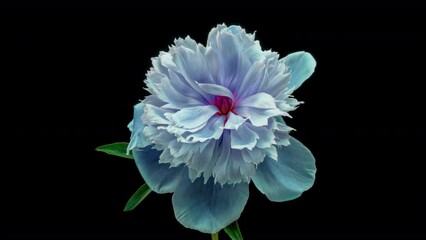 Wall Mural - Amazing blue Peony flower background. Wedding backdrop, Valentine's Day concept. Mother's day, Holiday, Love, birthday