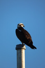 Poster - Osprey