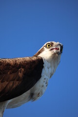 Canvas Print - Osprey