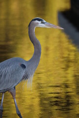 Wall Mural - Great Blue Heron