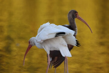 Canvas Print - American White Ibis