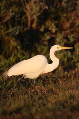 Wall Mural - Great White Egret