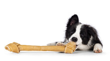Super Adorable Typical Black With White Border Colie Dog Pup, Laying Down Chewing On Big Bone. Looking Towards Camera With Sweet Shiny Eyes. Isolated On A White Background.