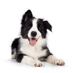 Wall Mural - Super adorable typical black with white Border Colie dog pup, laying down facing front. Looking towards camera with the sweetest eyes. Pink tongue out panting. Isolated on a white background.