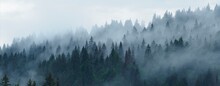 Forêt D'épicéas Dans Le Brouillard Avec Les Pointes D'arbres Qui émergent Des Volutes