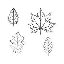 Set Of Four Vector Leaves In Line Style. Maple, Oak, Birch, Alder Leaves. Plants Of The Middle Zone.