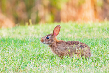 Close up shot of cute Cottontail rabbit eating grass