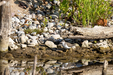 Canvas Print - The spotted sandpiper (Actitis macularius) looking for food on the river bank.