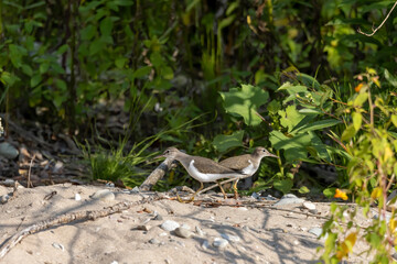 Poster - The spotted sandpiper (Actitis macularius) looking for food on the river bank.