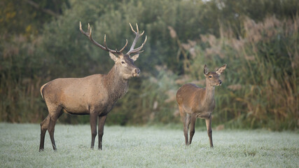 Wall Mural - couple of red deer, cervus elaphus, looking aside and breathing vapor in cold morning. two wild mamm